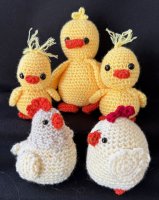 Chicks and Hens
